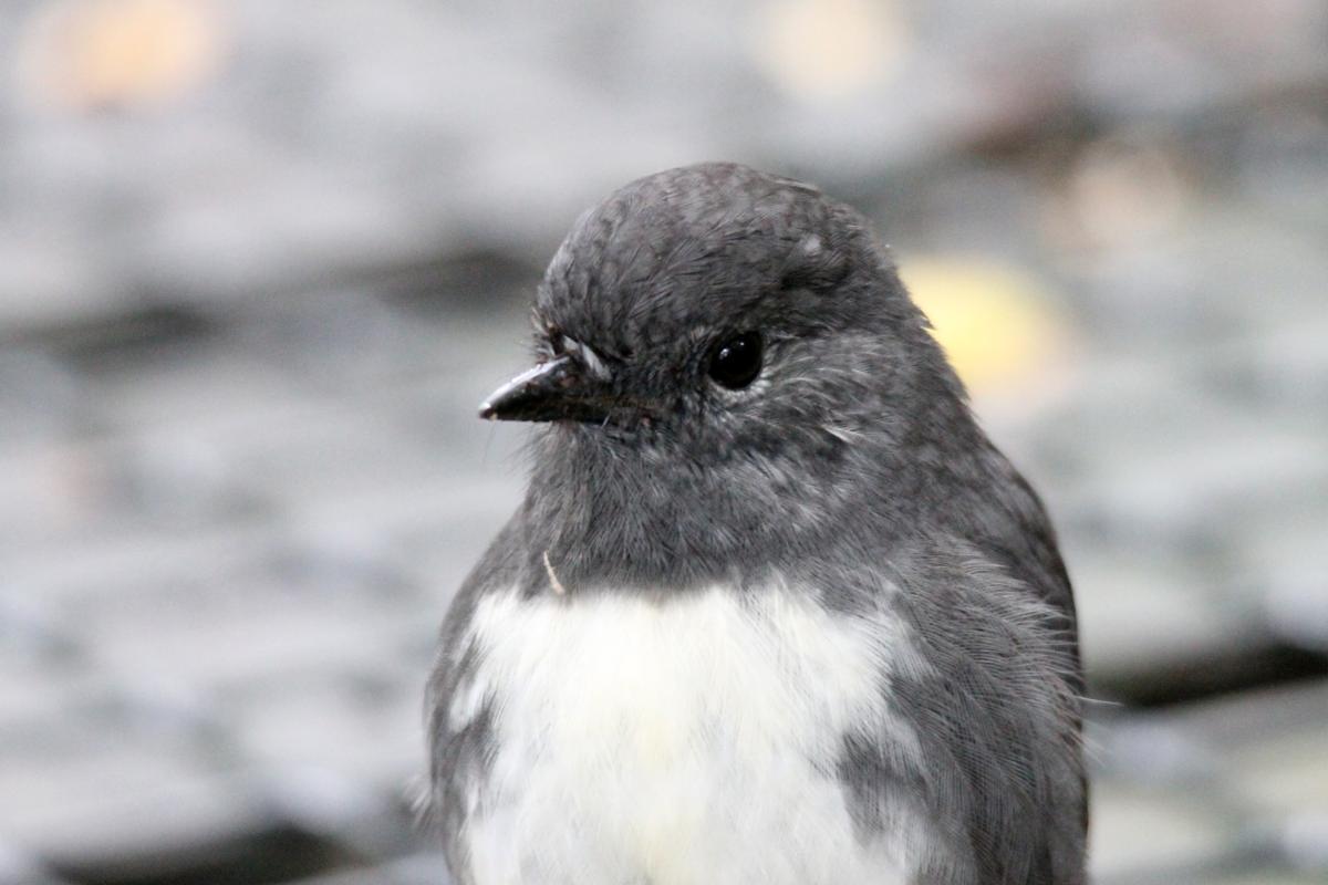 New Zealand Robin (Petroica australis), Te Anau Milford Highway, Te Anau Downs, Southland, New Zealand, 2014-03-04 New Zealand Robin (Petroica australis)